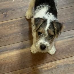 Jack Russell Terrier Puppies from Celtic River
