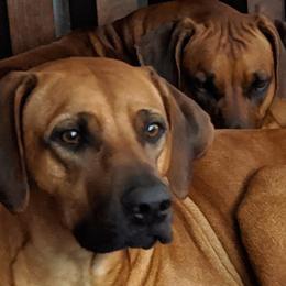Rhodesian Ridgebacks from Desert Star African Lionhounds