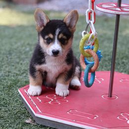 Victor - Black and tan male Pembroke Welsh Corgi puppy in Morgantown, Pennsylvania from Goldstar Puppies (License Number 18519)