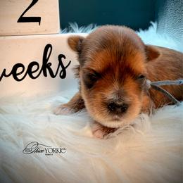 Girl 3 Periwinkle - Tan female Yorkshire Terrier puppy in Machesney Park, Illinois from Three Yorkie Family