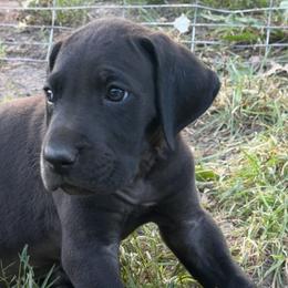 Black Boy 2 - Black male Great Dane puppy in Ottumwa, Iowa from Robin's Great Danes