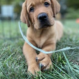 Labrador Retriever Puppies from Owl Hill Labradors
