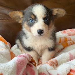 Luna - Gray and white female American Corgi puppy in Graham, Texas from Wild West Corgis