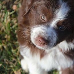 Australian Shepherd Puppies from Big Sky Aussies