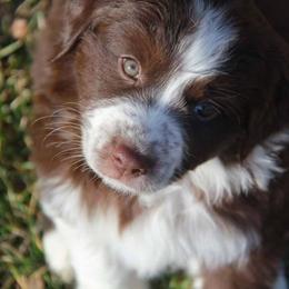Australian Shepherd Puppies from Big Sky Aussies