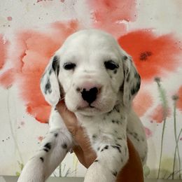 AKC Flower Girl - White and black Dalmatian puppy in Hillsville, Virginia from Spot On Dalmatians