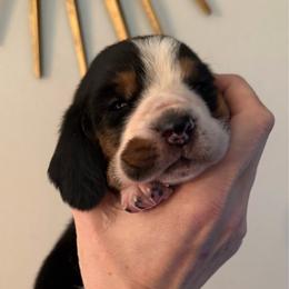 Abe - Black brown and white male Basset Hound puppy in Cadillac, Michigan from Garrow Danes House of Blues