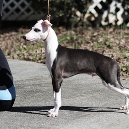 Italian Greyhound Puppies from Macabre Italian Greyhounds