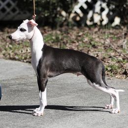 Italian Greyhound Puppies from Macabre Italian Greyhounds
