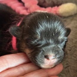 Stevie - Black and tan female Pembroke Welsh Corgi puppy in Riverside, California from Four Aces Corgis