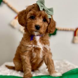 Purple - Red  female Goldendoodle puppy in Hesperia, Michigan from Red Acres Poodles & Doodles