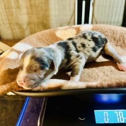 Sniper - Blue merle female Miniature Australian Shepherd puppy in Wauchula, Florida from Sun & Moon Aussies