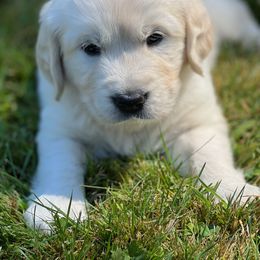 Australian Shepherd, Golden Retriever, and Mastiff Puppies from Barking Creek Ranch