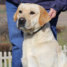 Labrador Retriever All Grown Up from Larke Lab Kennels