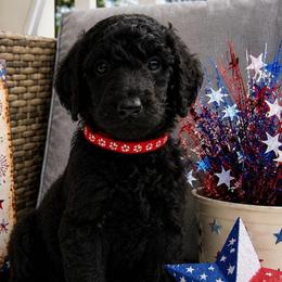Princess Lilibet of Sussex - Black female Poodle puppy in Woodbridge, Virginia from Rosa Red Standard Poodles