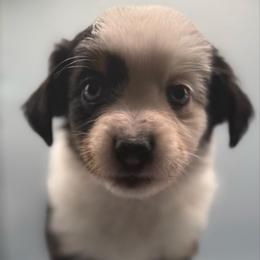 Felis - Black tri-color female Australian Shepherd puppy in New Boston, New Hampshire from Painted Pup Australian Shepherds