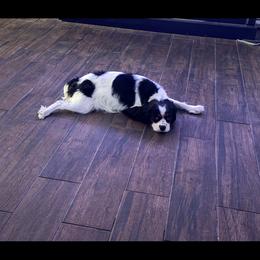Zara - Cavalier King Charles Spaniel