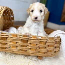 Lemon Lu English Teddybear - Parti female Goldendoodle puppy in Grove, Oklahoma from Guinn Family Farms