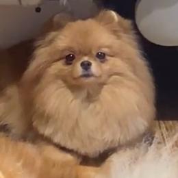 Angie - Pomeranian
