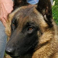 Cyclone - Belgian Malinois