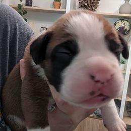 Maple (1) - Fawn Boxer puppy in Wellington, Ohio from Brinkhaven Boxers