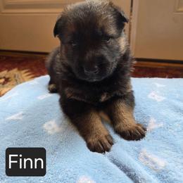 Finn - Sable male German Shepherd puppy in Cave City, Arkansas from Bayou Valley Shepherds and American Hunt Terriers