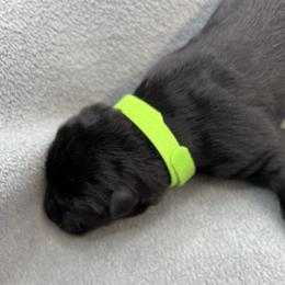 Girl 7 - Black and tan female German Shepherd puppy in Sharon Grove, Kentucky from Julie’s Shepherds