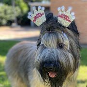 Biewer Terriers and Briards from Aladax Briards