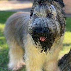 Biewer Terriers and Briards from Aladax Briards