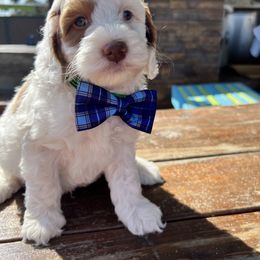 Robert Frost - Chalk male Australian Labradoodle puppy in Alamo, Texas from QuiSal Labradoodles