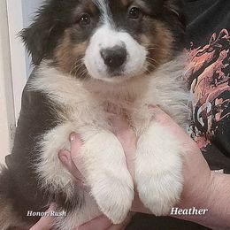 HEATHER - Black tri-color female Australian Shepherd puppy in Elk Creek, Missouri from Hearts on Fire Australian Shepherds
