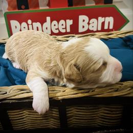 Dancer - Red female Cavapoo puppy in Bradenton, Florida from Christianna’s Mini Goldendoodles
