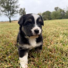 Sweet Girl 4-Black Tri - Black tri-color female Australian Shepherd puppy in Mayfield, Kentucky from Hamilton Farms