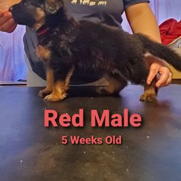 German Shepherd Puppies from It Must Be Kismet Kennels (IMBKK)