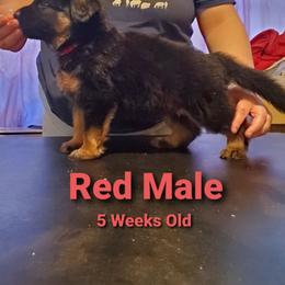 German Shepherd Puppies from It Must Be Kismet Kennels (IMBKK)