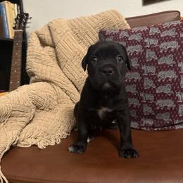 Raven - Black female Cane Corso puppy in Utah from 3Lake Kennelz