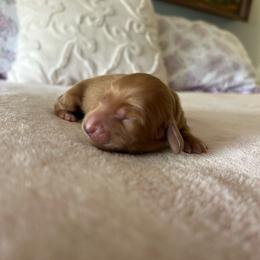 Marigold - Cream female Dachshund puppy in Temecula, California from Naomi Magee's Dachshund Kennel