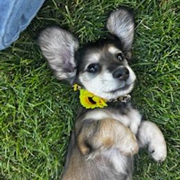 Dachshund Puppies from M & M Breeding