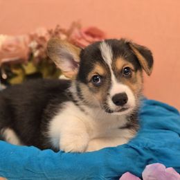 Buttercup - White and black male Pembroke Welsh Corgi puppy in Austin, Texas from Cutest Corgi's of Austin