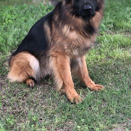 Indi - German Shepherd