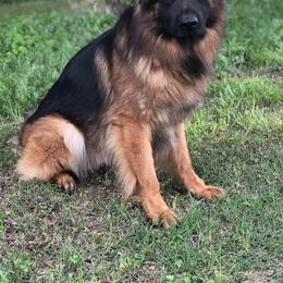 Indi - German Shepherd