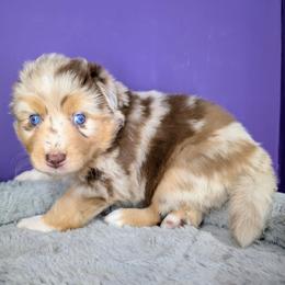 Quinn5Girl1- RMF,LONGtail, blue eyes likely, CHIC-OFA-DNA-AKC Titled Parents - Red merle female Australian Shepherd puppy in South Hill, Virginia from Silverside Aussies LLC