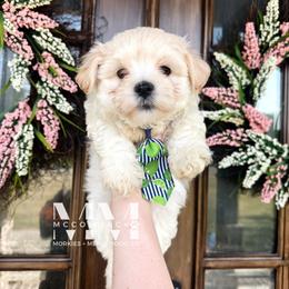 Morkie Puppies from McCormack Morkies