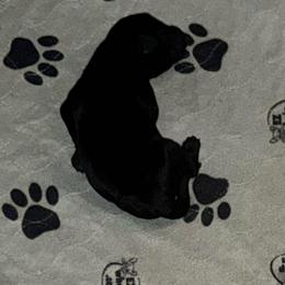 Boy 5 - Black male Labrador Retriever puppy in Sherman, Illinois from Prairie State Labs
