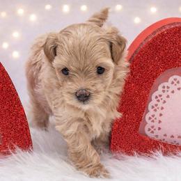 Maltese and Maltipoo Puppies from Chez Lexi Kennels