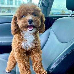 Bo - Cavapoo