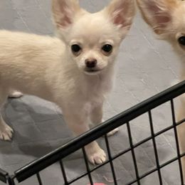 Chihuahuas from Wildheart