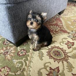 Birdie - Black and gold female Yorkshire Terrier puppy in Owensville, Indiana from Endeavor Yorkshire Terriers