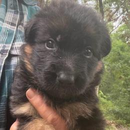 Female 1 - Black and red female German Shepherd puppy in Brooksville, Florida from Vom Hundhaus Shepherds