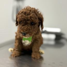 Nick - Red  male Goldendoodle puppy in Bristol, Tennessee from 4goldendoodles